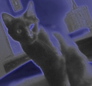 black kitty
