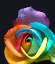 Rainbow Rose
