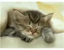 kitty