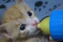 kitty