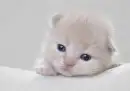 kitty