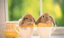rabbit