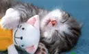 kitty