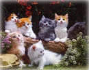 kitties