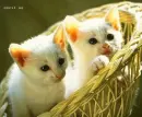 kitty