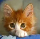 kitty