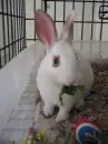 bunny