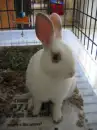 bunni