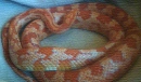 cute corn snake