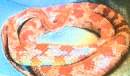 cute corn snake