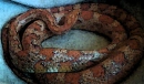 cute corn snake