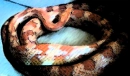corn snake