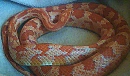 corn snake