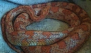 corn snake