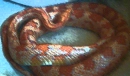 corn snake