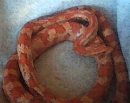 corn snake