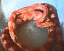 corn snake