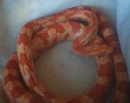 corn snake