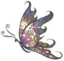 butterfly
