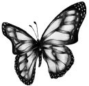 butterfly