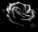 Rosee