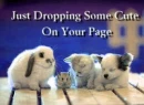 cute puppies