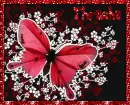 Butterfly Thrasha Graphic