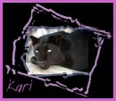 Kari