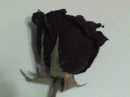 Black Roses