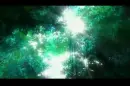 Beautiful Canopy Lights Going Through Tree Leaves Effect