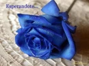 Esperandote