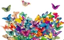 butterflys