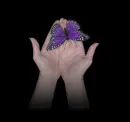 purple butterfly