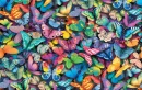 butterflys