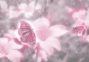 butterflys
