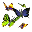 butterflys