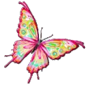 butterfly