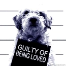 Guily of being loved