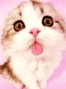 kitty kiss