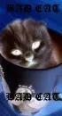kitty :)