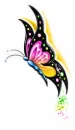 butterfly
