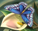 butterfly
