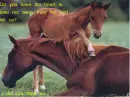 End Slaughter