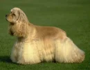 American Cocker Spaniel