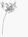 Grey Flower