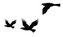 birds