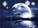 dolphins in the sea