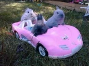Bunnies is a Car