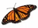 Monarch Butterfly