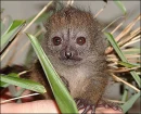 baby lumer